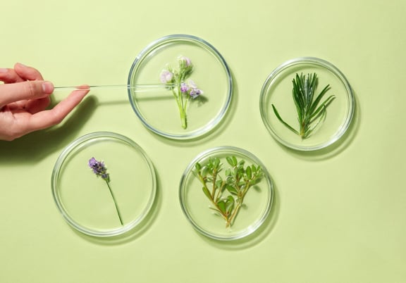 What Are the Benefits of Plant Stem Cells in Skincare?